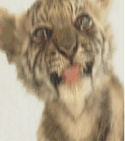 chat 